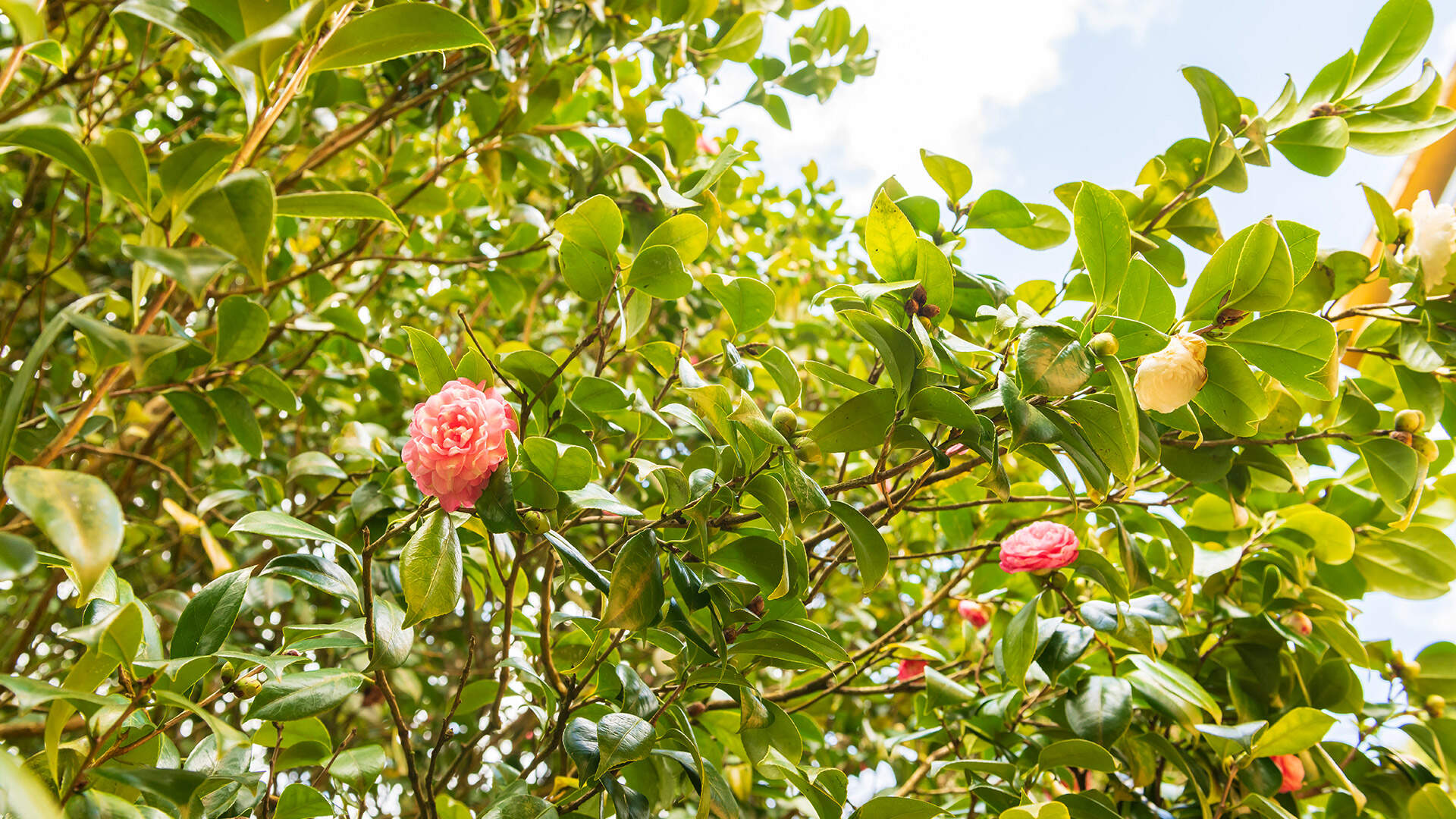 Vliegen Dusseldorf Airport