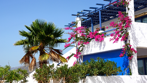 Wit huisje met blauwe dak, roze bloemen en een palmboom