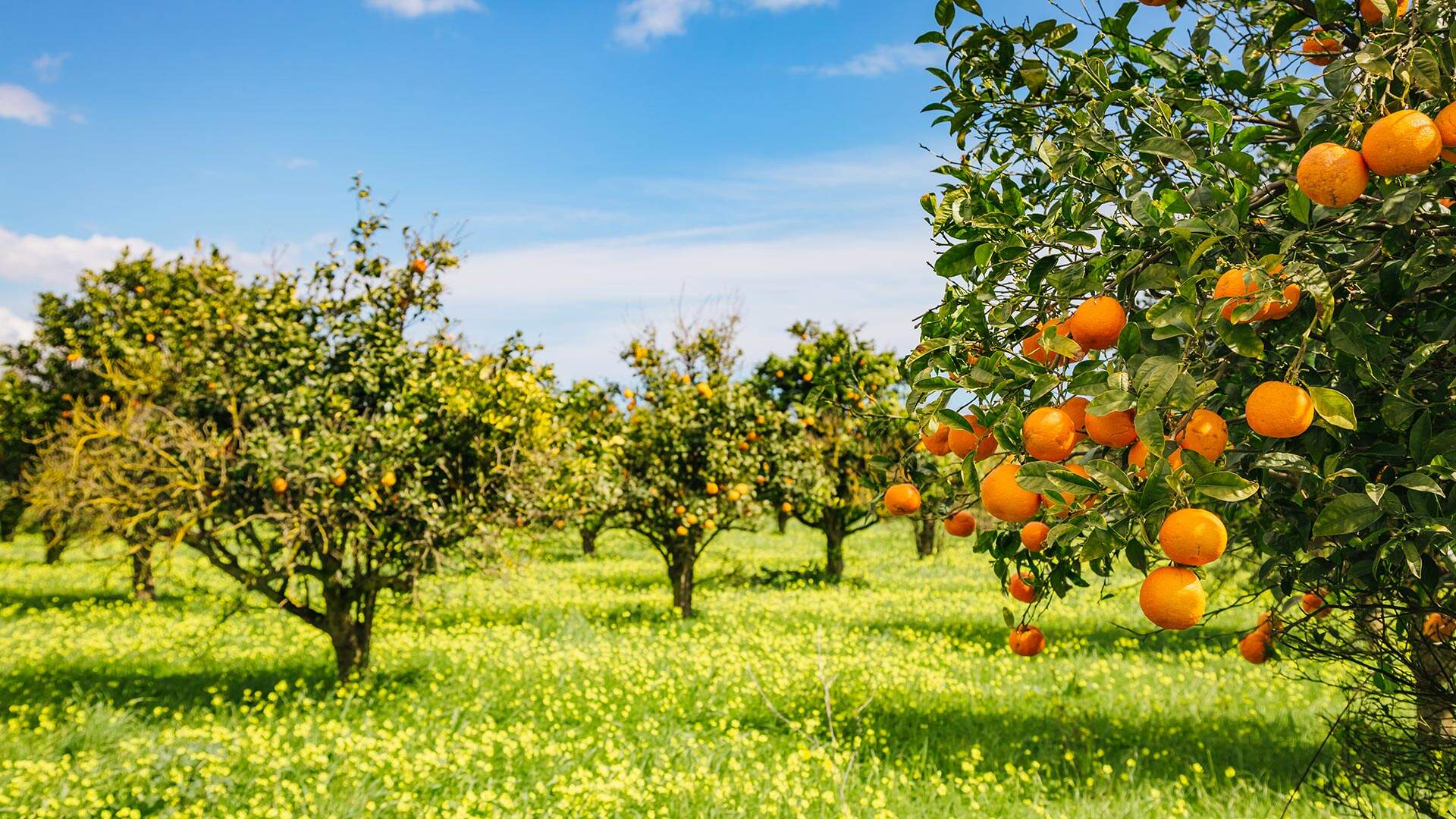 Vakantie agriturismo Sicilië