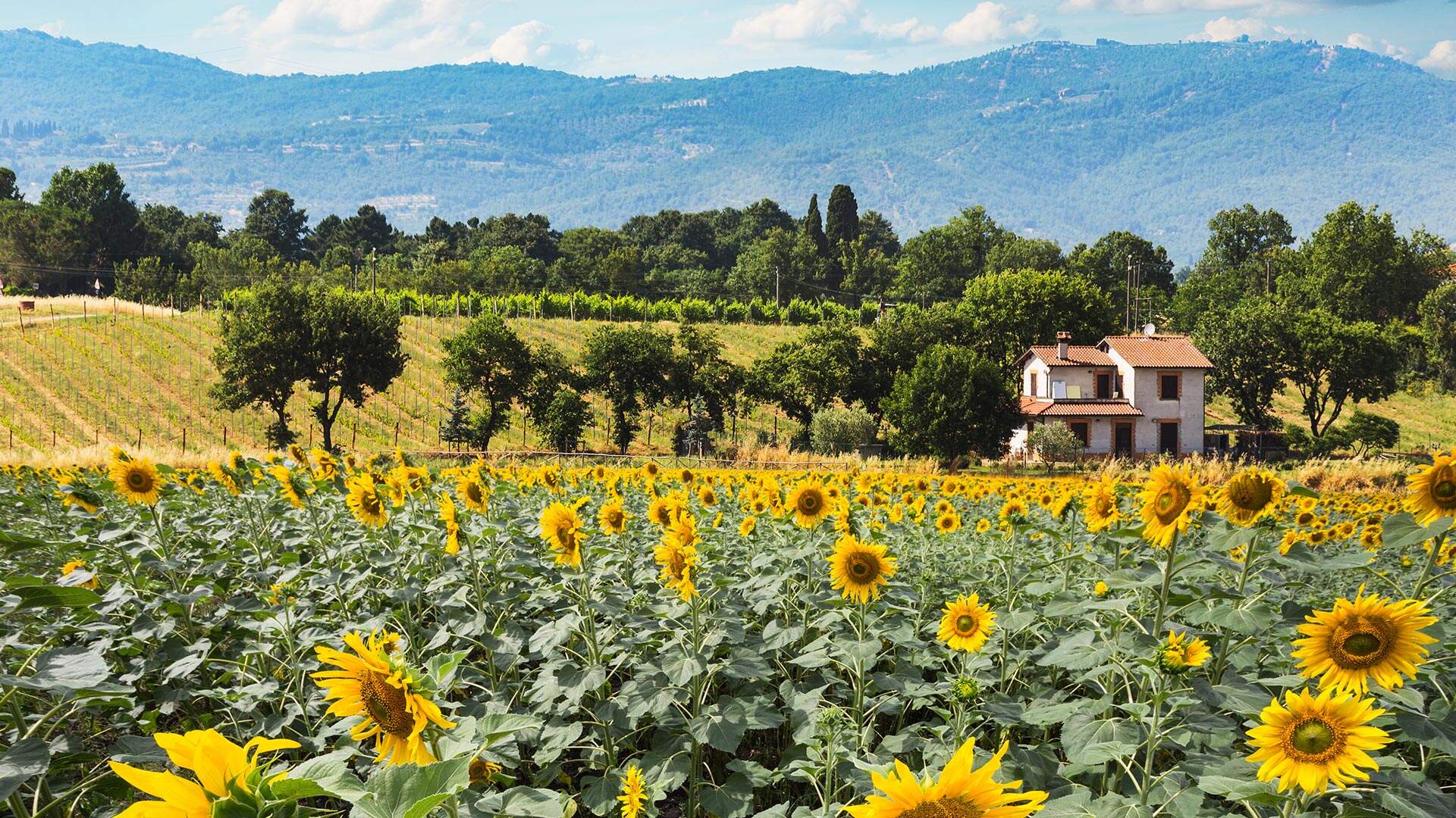 Vakantie Bed and Breakfast Toscane